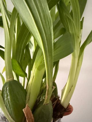 Orquídea Zygopetalum