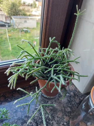 Cactus Rhipsalis