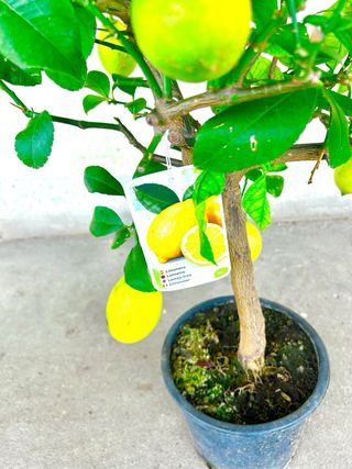 Planta interior/exterior Limonero (Citrus Limon)