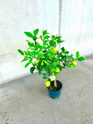 Planta interior/exterior Limonero (Citrus Limon)