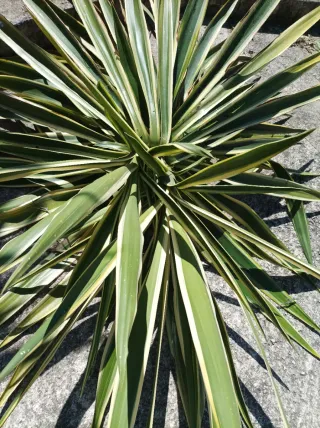 Talea di Yucca Variegata