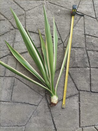 Talea di Yucca Variegata