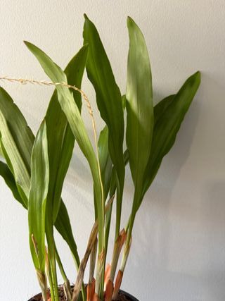 Dendrochilum Glumaceum Orquídea