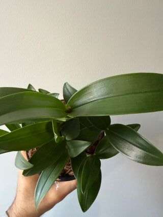 Orquídea Dendrobium Kingianum X Periculatum