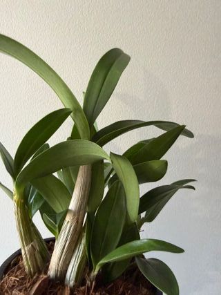 Orquídea Dendrobium Kingianum X Periculatum