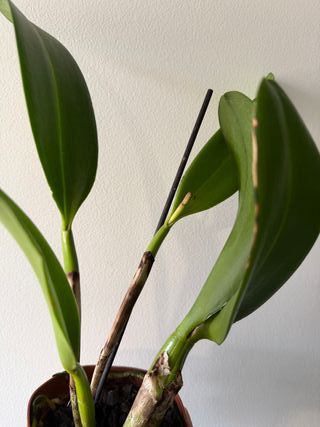 Orquídea Cattleya Doris & Byron