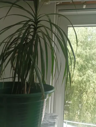 Planta Drácena con maceta verde 26cm