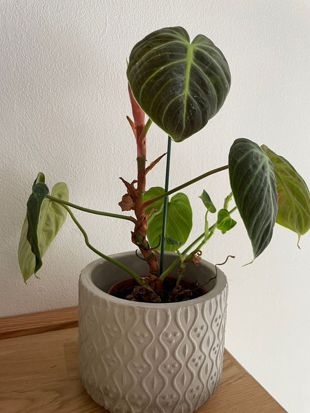 Philodendron El Choco Red