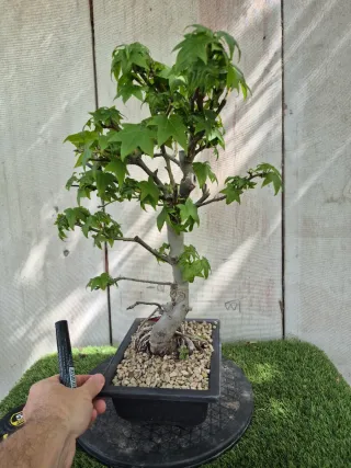 Prebonsai Liquidambar Formosana 10A2
