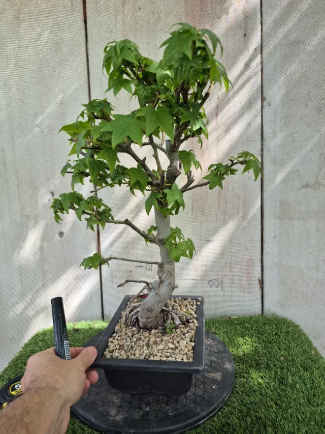 Prebonsai Liquidambar Formosana 10A2