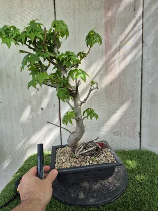 Prebonsai Liquidambar Formosana 10A2