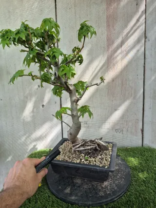Prebonsai Liquidambar Formosana 10A2