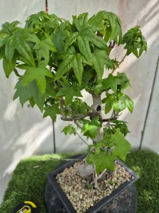 Prebonsai Liquidambar Formosana 10A2