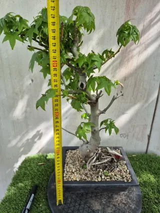 Prebonsai Liquidambar Formosana 10A2