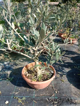 Pianta di ulivo Bonsai in ciotola