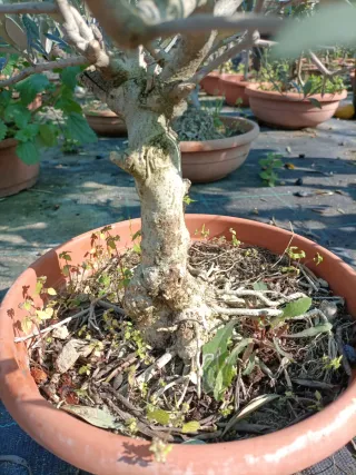 Pianta di ulivo Bonsai in ciotola