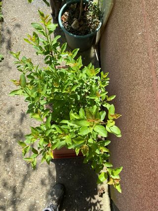 Bonsai bosque Prunus Gallego
