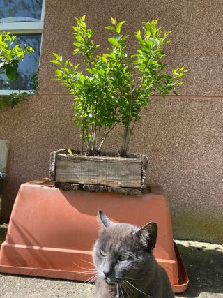 Bonsai bosque Prunus Gallego