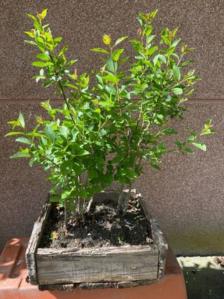 Bonsai bosque Prunus Gallego