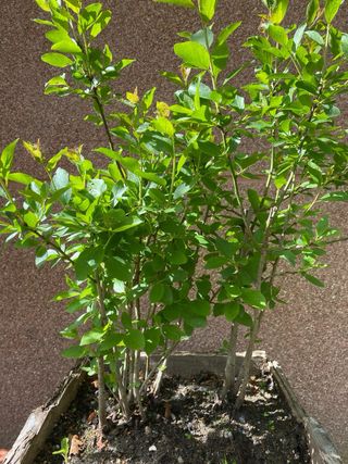 Bonsai bosque Prunus Gallego