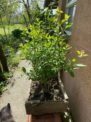 Bonsai bosque Prunus Gallego