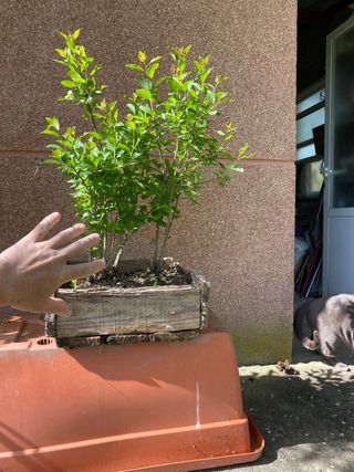 Bonsai bosque Prunus Gallego