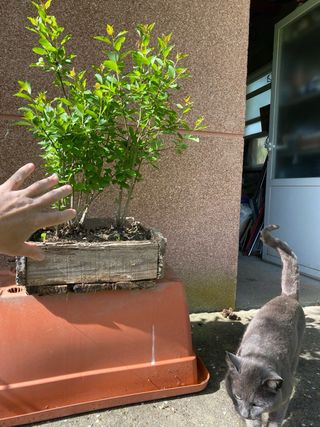 Bonsai bosque Prunus Gallego