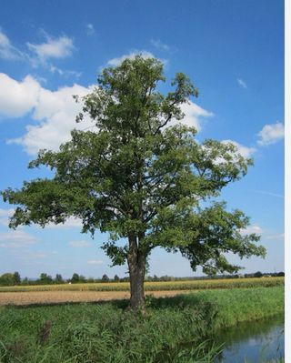 Aliso común (Alnus glutinosa) joven