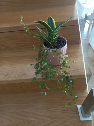 Planta de interior