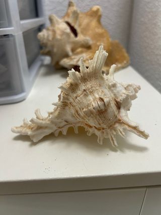 Caracola natural 15 cm beige y marrón