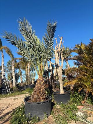 Palmera datilera (Mellut) en maceta