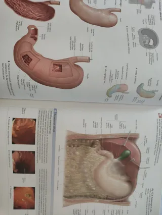 Prometheus. Atlas de Anatomía (Spanish Edition)