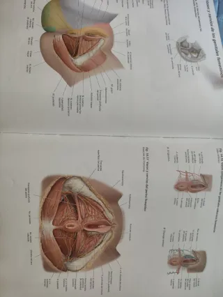 Prometheus. Atlas de Anatomía (Spanish Edition)