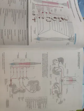 Prometheus. Atlas de Anatomía (Spanish Edition)