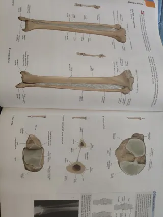 Prometheus. Atlas de Anatomía (Spanish Edition)