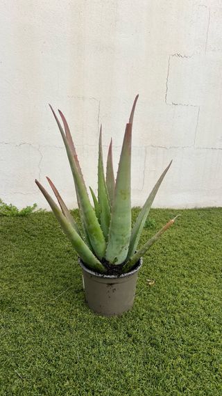 Planta Aloe Vera en Maceta