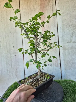 Prebonsai Olmo Minor Suberosa 3501
