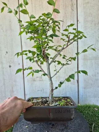 Prebonsai Olmo Minor Suberosa 3501