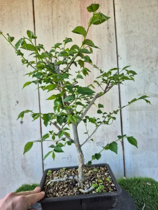 Prebonsai Olmo Minor Suberosa 3501