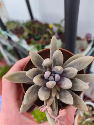 Pachyveria