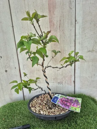 Syringa Vulgaris Lila Bonsái 501