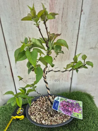 Syringa Vulgaris Lila Bonsái 501