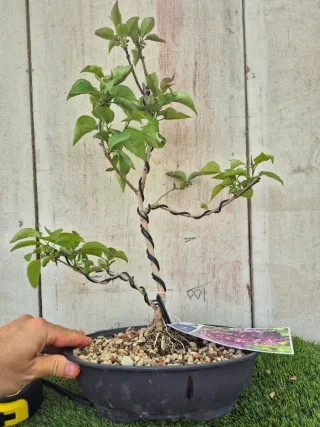 Syringa Vulgaris Lila Bonsái 501
