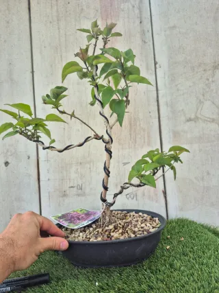 Syringa Vulgaris Lila Bonsái 501