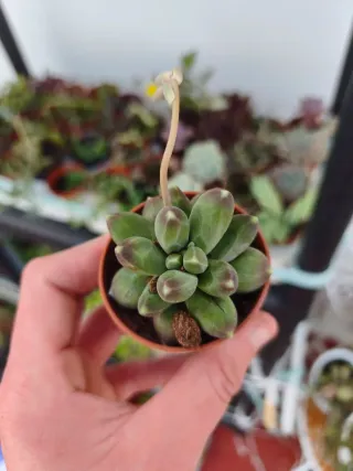 Pachyphytum
