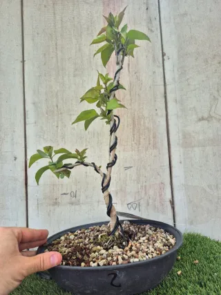 Syringa Vulgaris Lila Bonsai 502