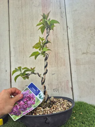 Syringa Vulgaris Lila Bonsai 502
