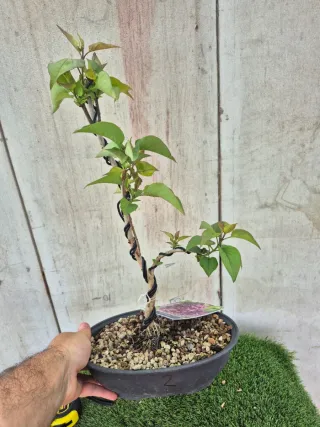Syringa Vulgaris Lila Bonsai 502