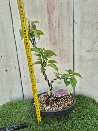 Syringa Vulgaris Lila Bonsai 502