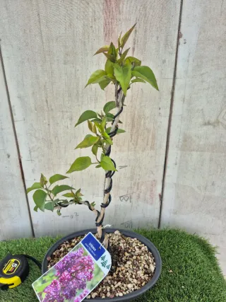 Syringa Vulgaris Lila Bonsai 502